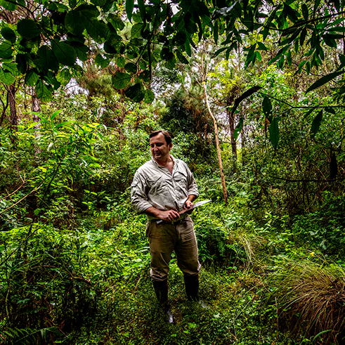 Tea can be prepared from the bark of the Lapacho tree (Handroanthus heptaphyllus). Enjoy this slightly vanilla-tasting cup of tea with Sebastian Benitez, forest engineer, in the typical undergrowth of Santo Domingo, our project in Argentina, between Lapachos, Cañafistulas (pudding-pipe tree) and other smaller species.