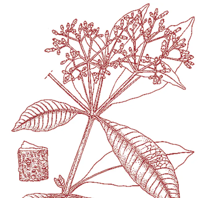 Rauwolfia.