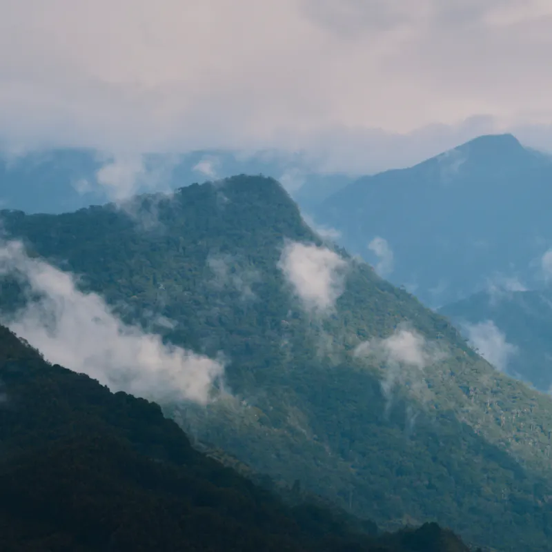 The mountains of western Colombia are remote and beautiful. Yet hidden among these forested slopes are insects that transmit parasites responsible for diseases such as cutaneous leishmaniasis (CL) - the most common form of leishmaniasis with up to 1.3 million new cases worldwide every year. . Although not fatal, CL causes skin lesions and scarring that can lead to social stigma and subsequent economic difficulties for patients. 