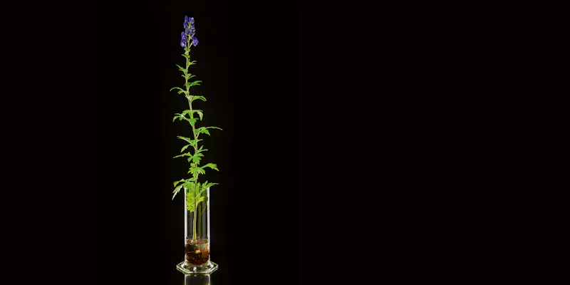 Chinese aconite