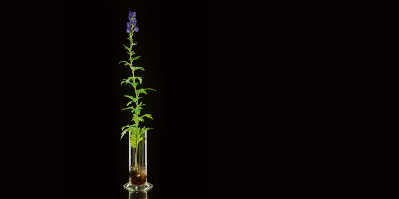 Chinese aconite