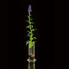 Chinese aconite