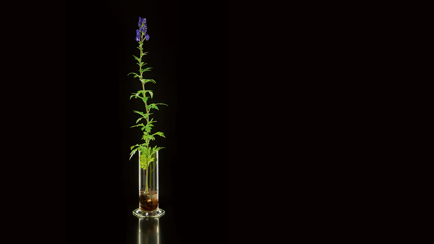 Chinese aconite