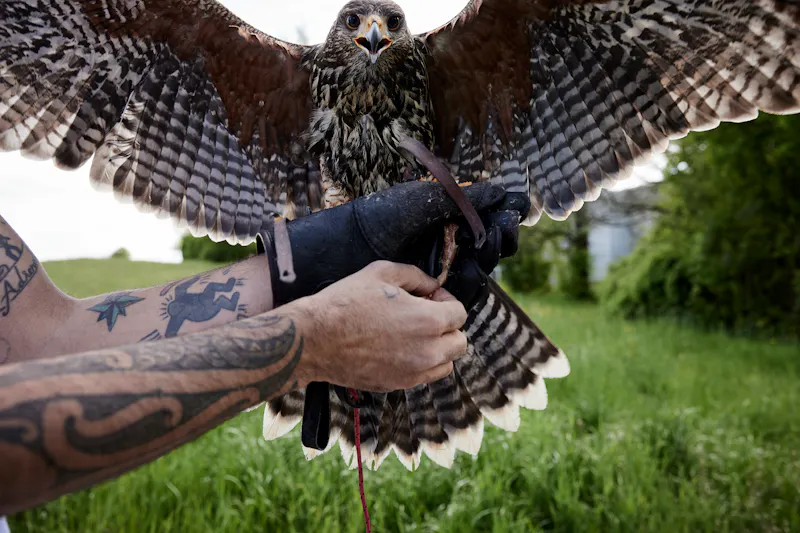 Campus falconer