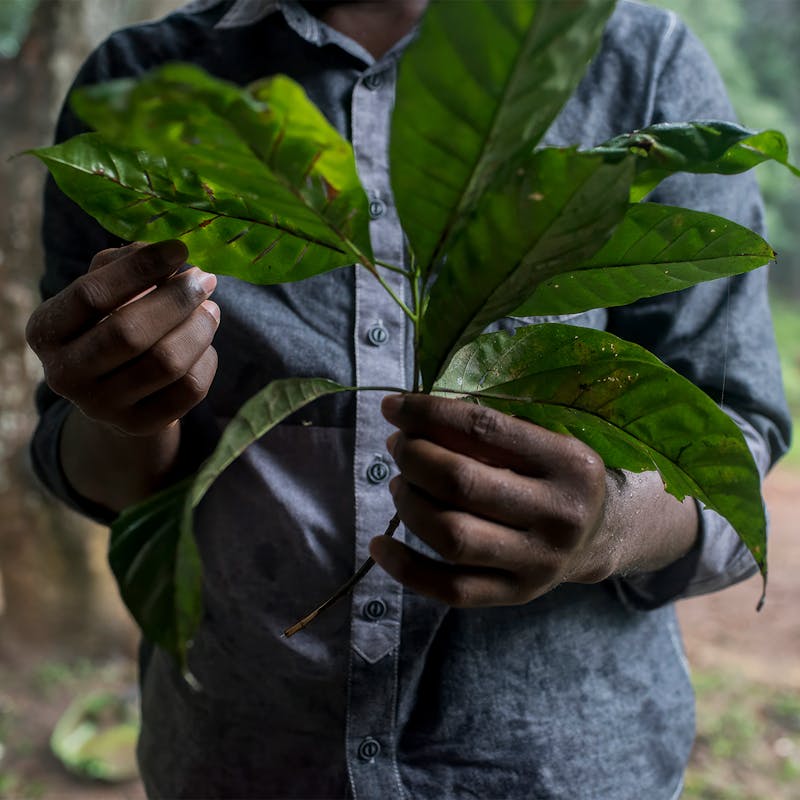 Leaves of the cinchona tree.