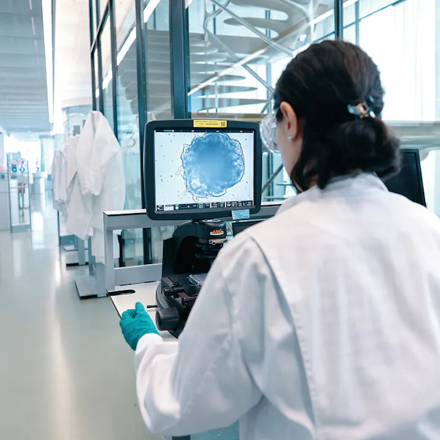 Rosemarie Ungricht checks the quality of the kidney organoids.