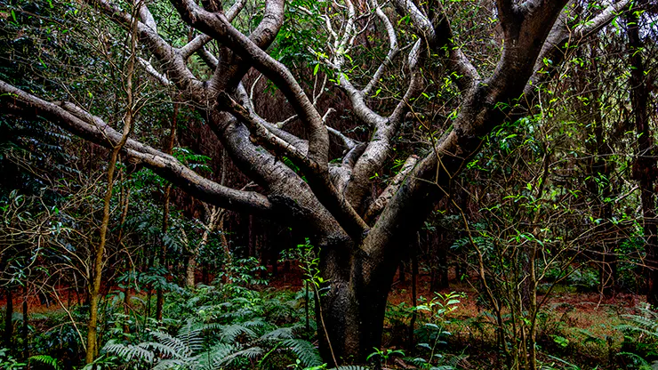 The Horse Bush or Yellow Jacaranda (Peltophorum dubium) with its beautiful yellow flowers is a fast-growing tree with a height of 15 to 25 meters.