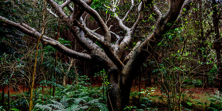 Der gelbe Jacarandabaum (Peltophorum dubium) wächst schnell und wird 15 bis 25 Meter hoch. Seine Blüten tragen ein wunderschönes Gelb.