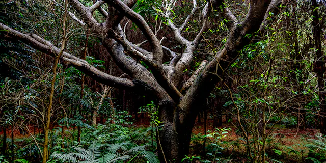Der gelbe Jacarandabaum (Peltophorum dubium) wächst schnell und wird 15 bis 25 Meter hoch. Seine Blüten tragen ein wunderschönes Gelb.