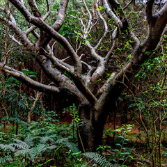 The Horse Bush or Yellow Jacaranda (Peltophorum dubium) with its beautiful yellow flowers is a fast-growing tree with a height of 15 to 25 meters.