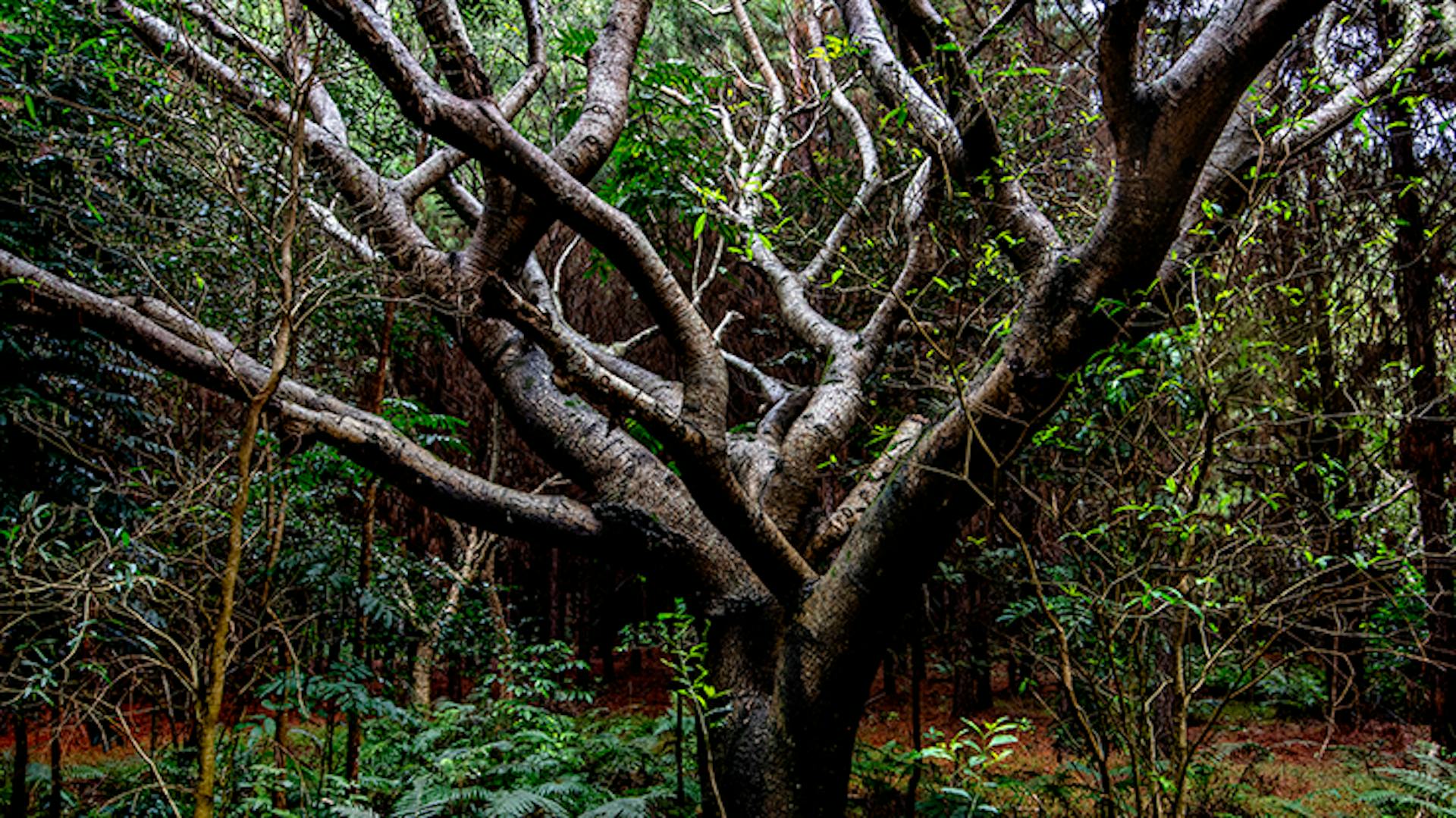 The Horse Bush or Yellow Jacaranda (Peltophorum dubium) with its beautiful yellow flowers is a fast-growing tree with a height of 15 to 25 meters.