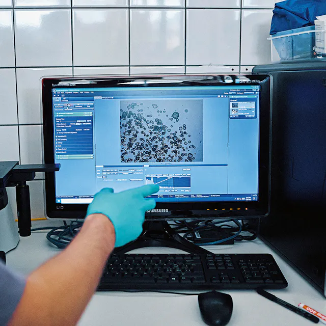Once isolated, organoids are cultivated in special culture plates. Colon organoids mimic the physiological characteristics of the human gastrointestinal system.  