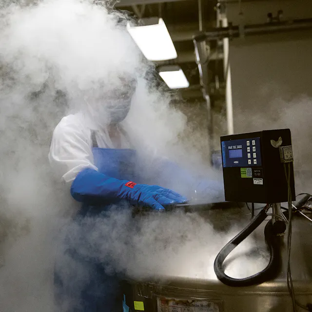 A researcher retrieves stored cells from the liquid nitrogen storage at the Novartis campus in Emeryville, California.
