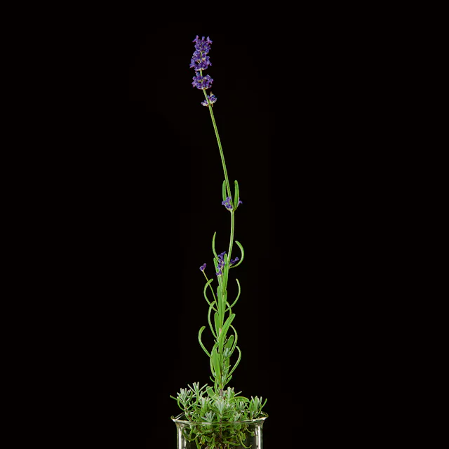 Lavender (Lavandula  angustifolia). Linalool and linalyl acetate are the primary fragrance carriers in lavender oil and help alleviate anxiety, migraine and flatulence.
