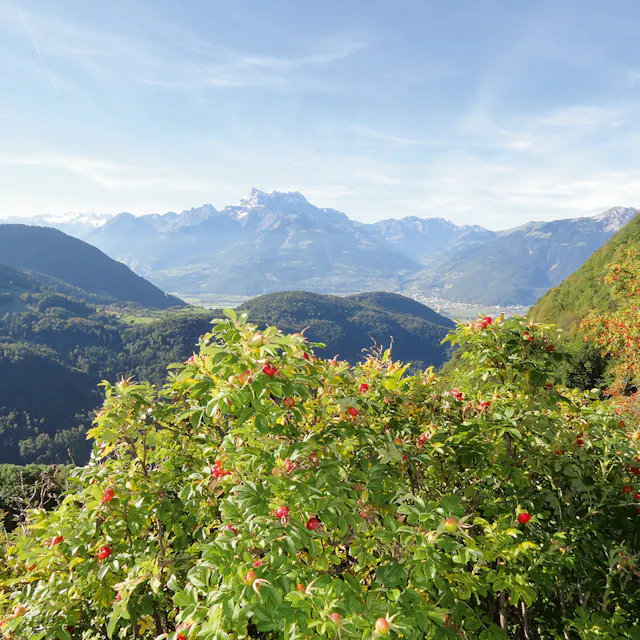 A spectacular view over the Valais Alps as seen from the Gentiana medicinal plant garden in Leysin.