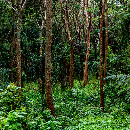 The Guayabi (Patagonula americana) is a typically South American timber tree. Its trunk diameter is about 70 to 80 centimeters and it reaches a height of 10 to 25 meters. The smaller parasite in the foreground is a Higuera (Ficus benjamina), a weeping fig.