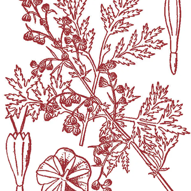 Artemisia annua.