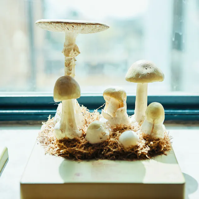A mushroom model at the University of Neuchâtel.