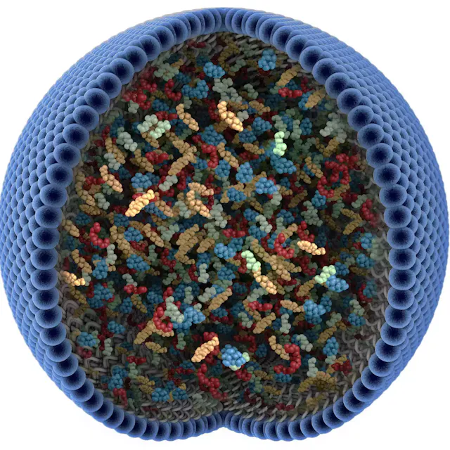 Bruce Lipshutz was among the first scientists to look into designer surfactants as a replacement for toxic solvents. These soap-like particles, which form into spherical shapes, can trigger chemical reactions in water. Fabrice Gallou from Novartis joined him early on in these efforts.