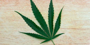 A cannabis leaf on a wooden background.