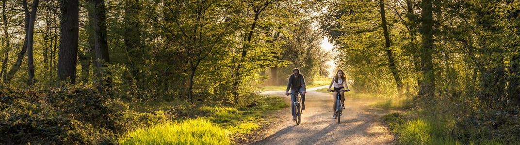 Two bikers on a forest trail.