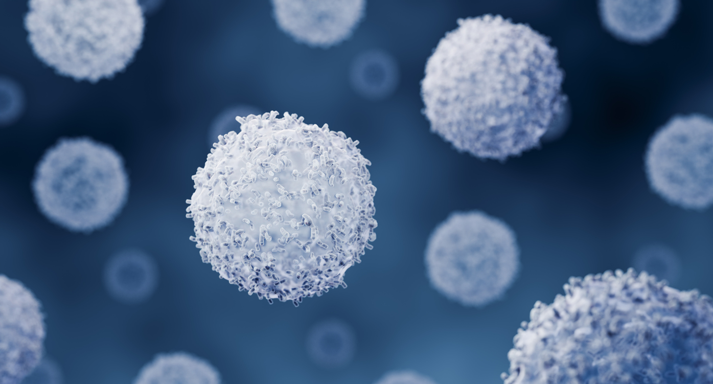 Immune cells like T cells and B cells.