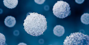 Immune cells like T cells and B cells.