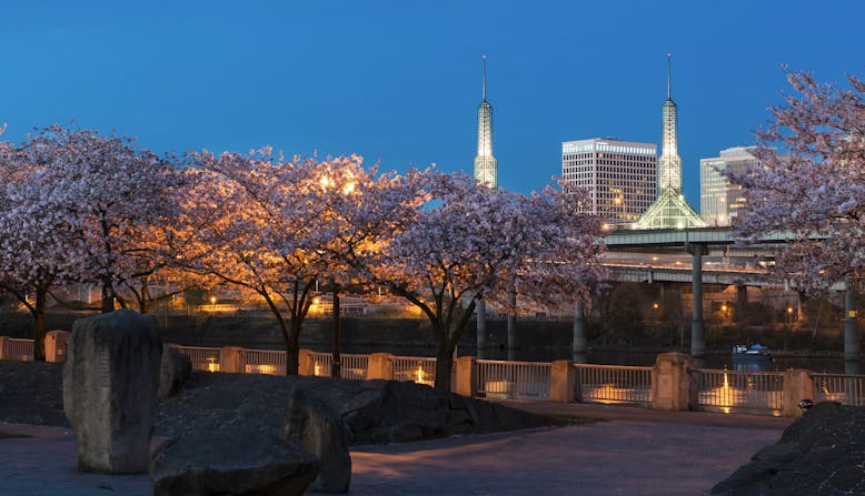 Cherry trees in bloom with the Portland Convention Center lit up behind them, at night.