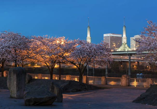 Cherry trees in bloom with the Portland Convention Center lit up behind them, at night.