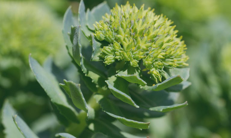 rhodiola rosea și erecție)