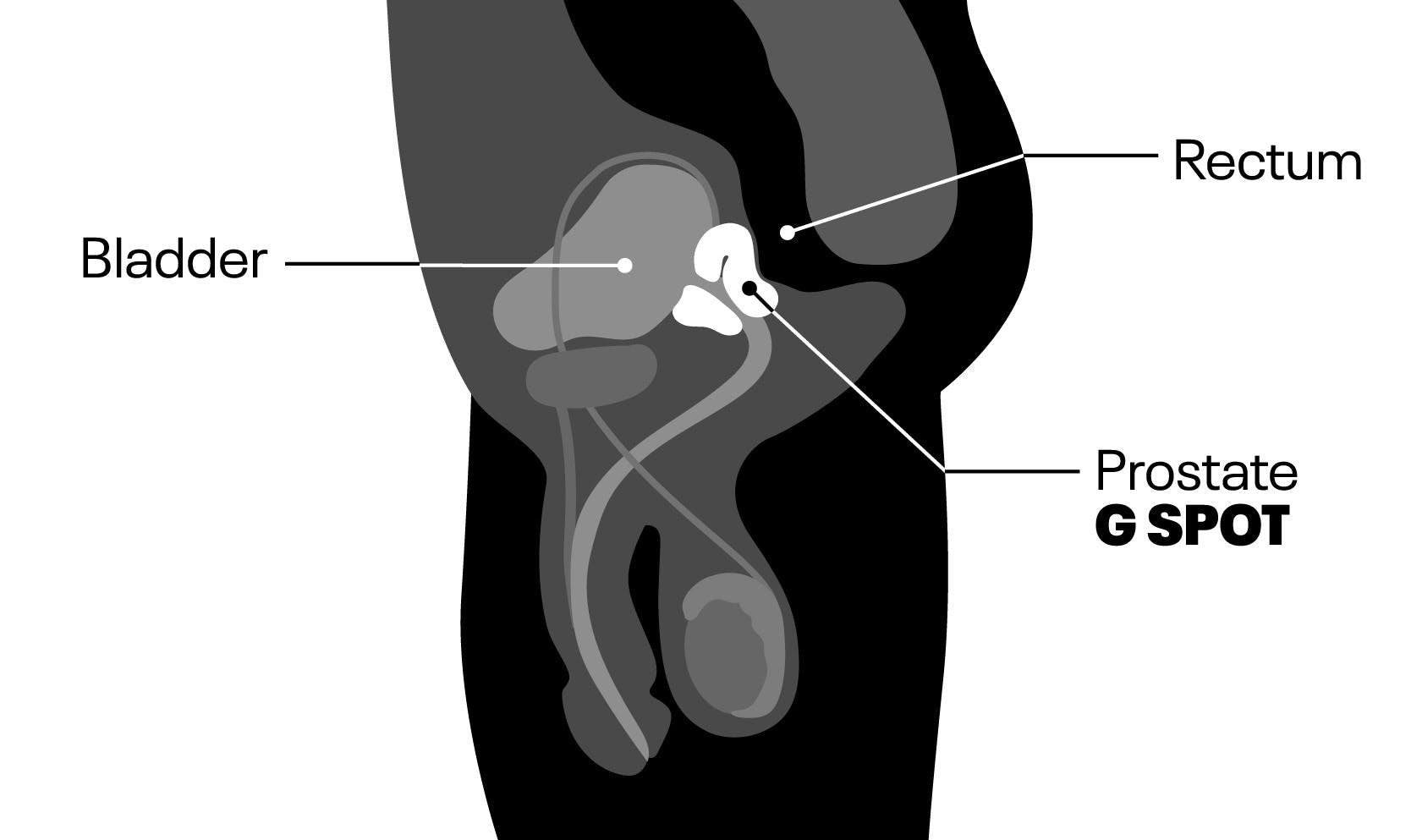 Anatomical diagram showing the location of the male G-spot