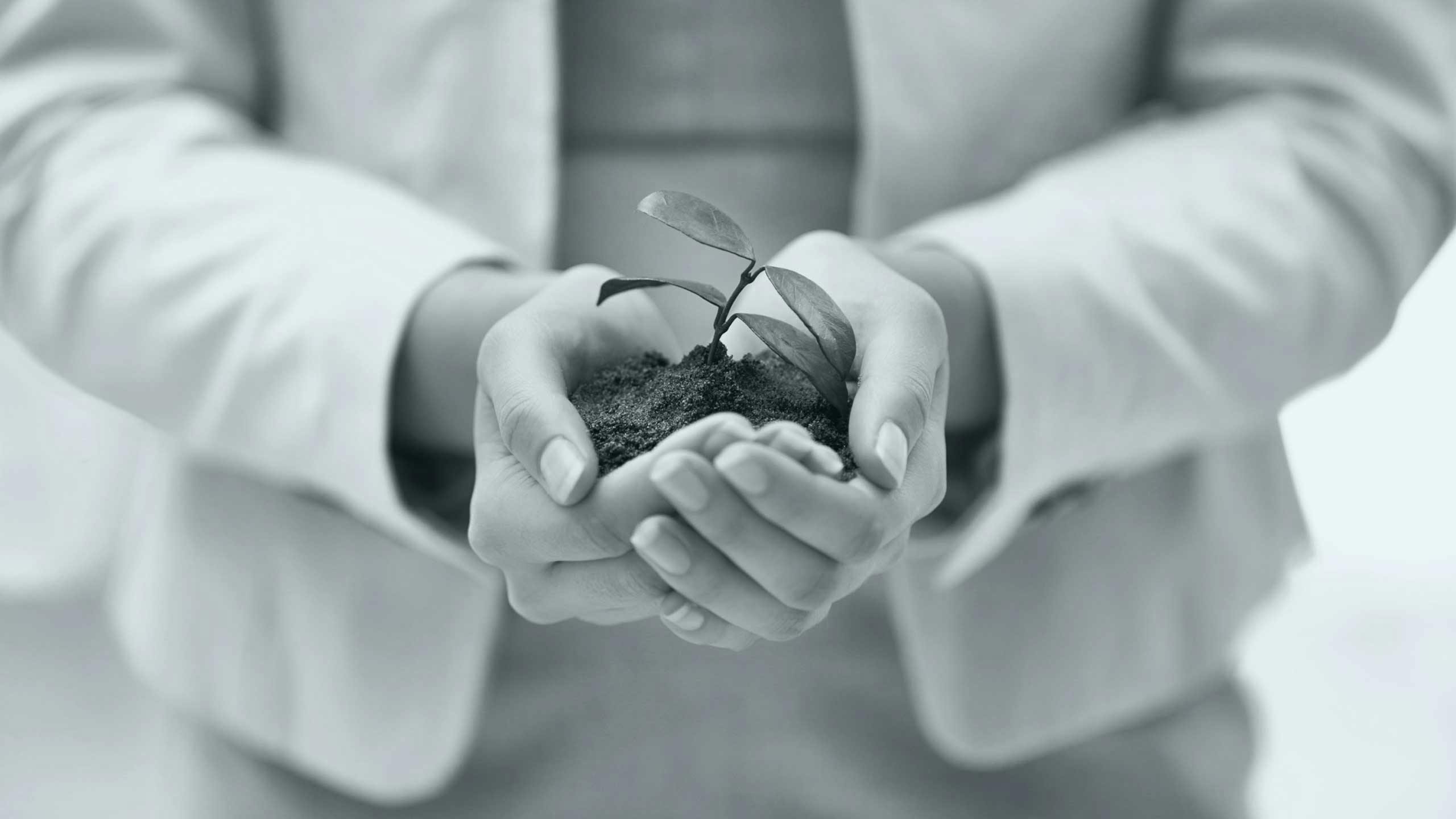 Cropped shot of a hands holding a budding plant