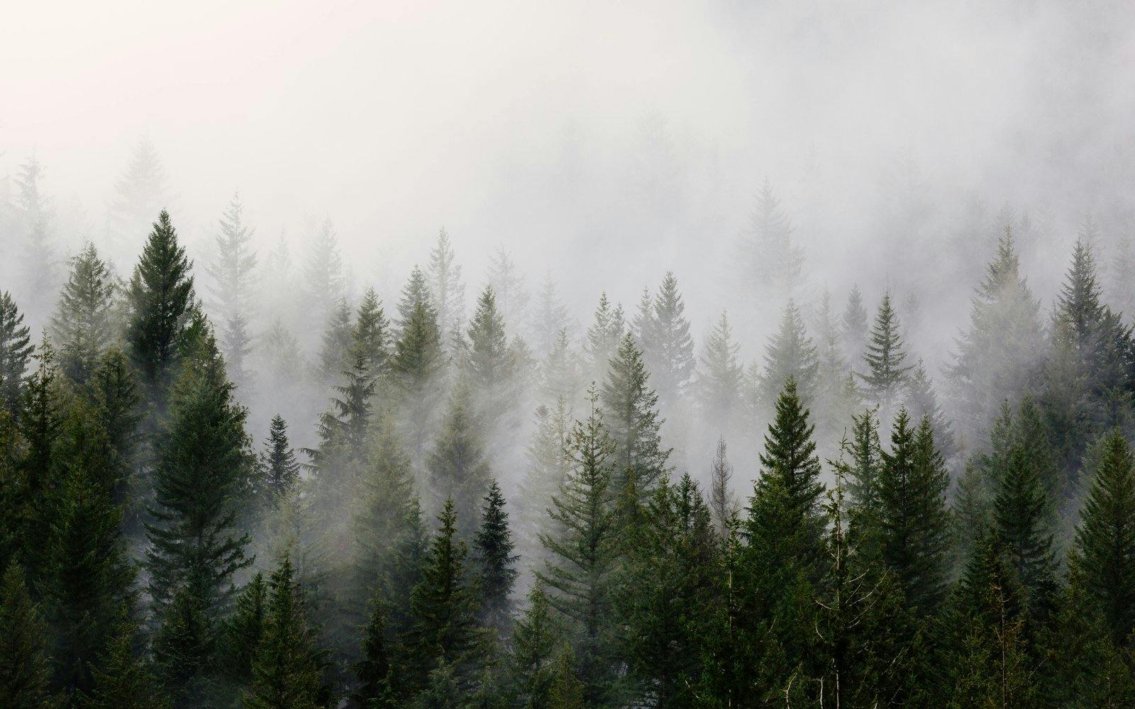 foggy view of trees 