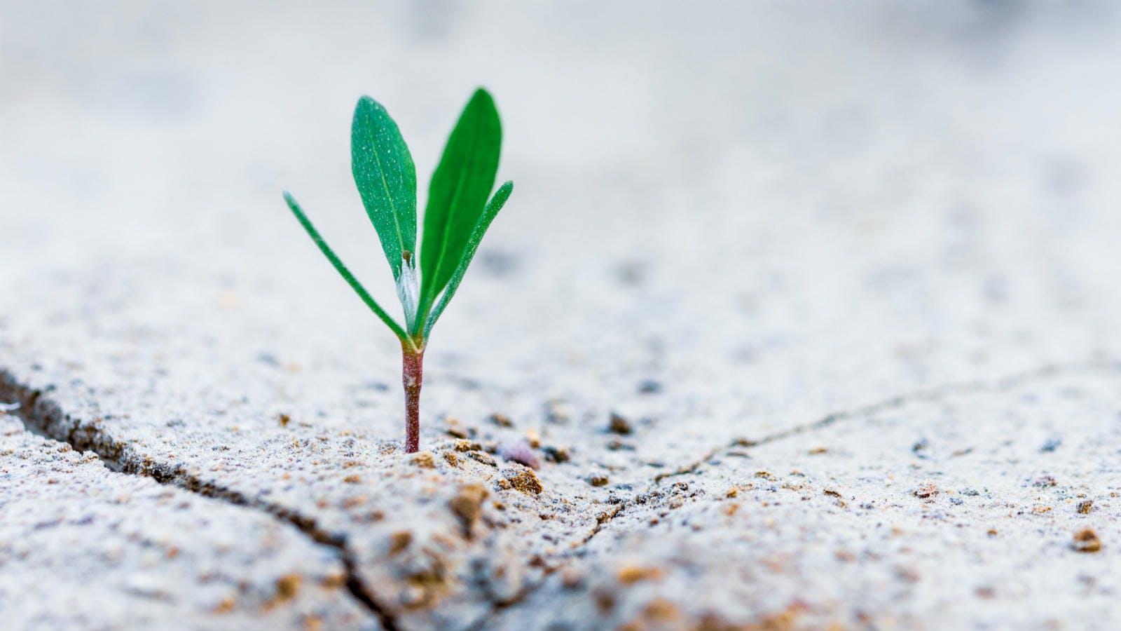 plant growing
