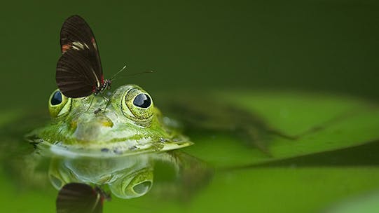 Photo of frog with butterfly on nose
