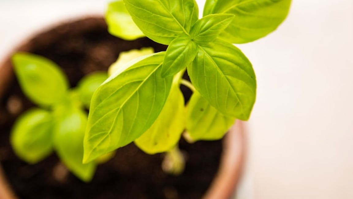 small plant