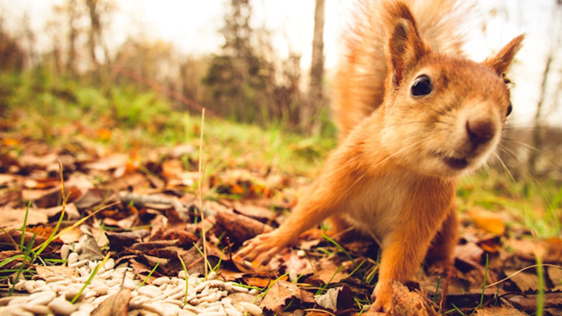 Squirrel with food, looking at camera