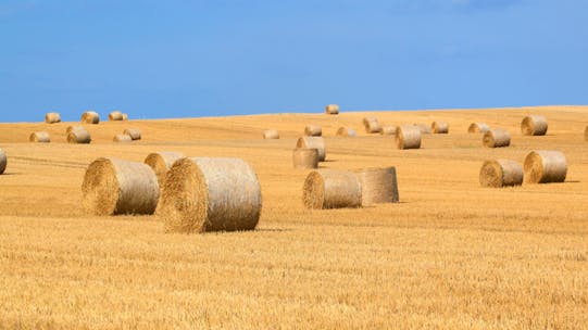 Image of field of harvested hay bails
