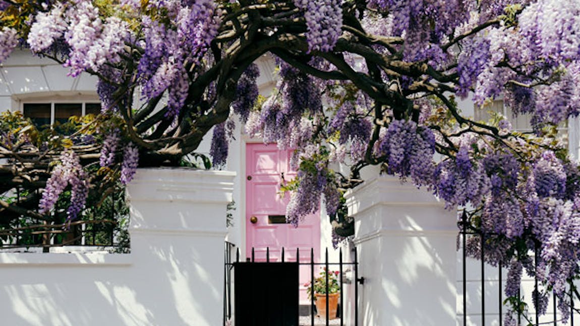 Wisteria house