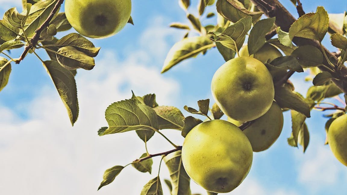 Apple tree
