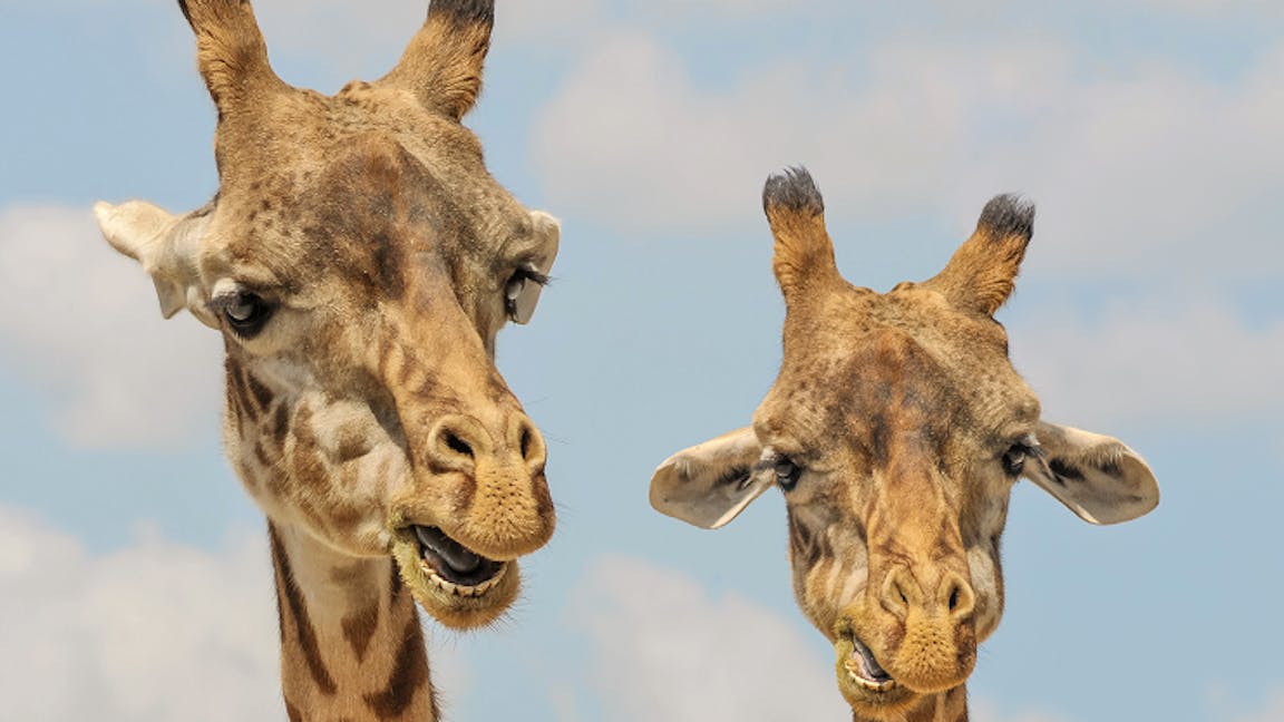 Two giraffes