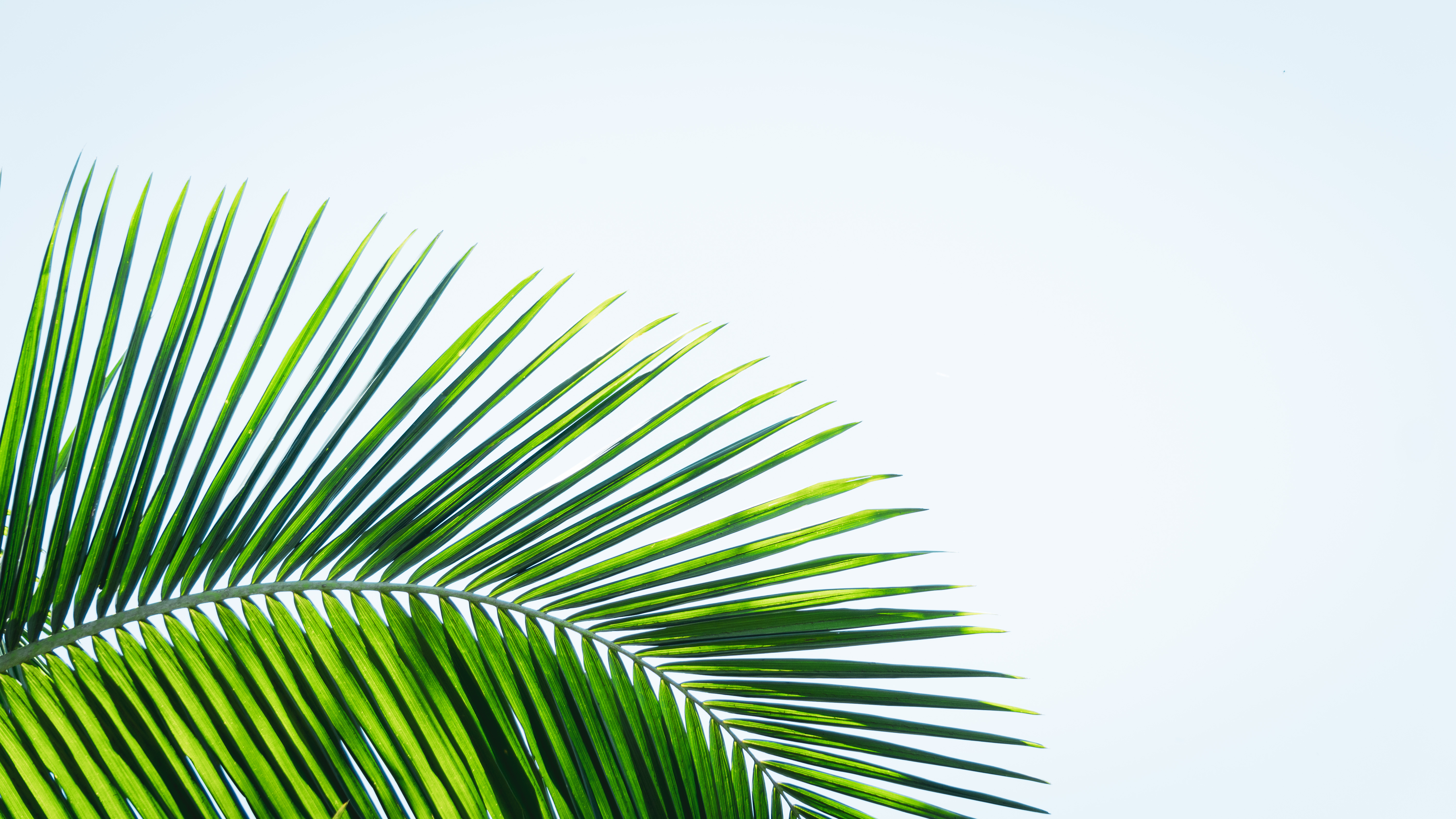 Here’s Why Saw Palmetto Is A Hair Growth Supercharger Nutrafol