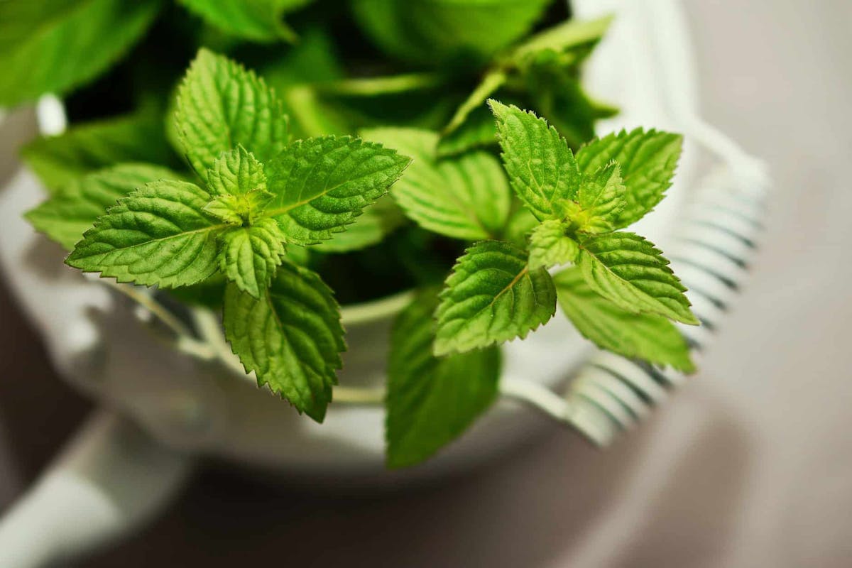 Peppermint Oil For Hair Growth: Use & Benefits | Nutrafol Peppermint Oil For Hair Growth: Use & Benefits | Nutrafol