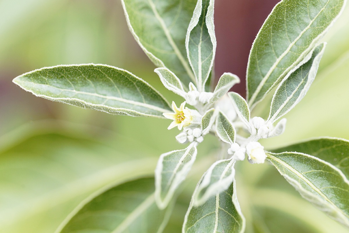 Amazon.com: Sensoril Ashwagandha Capsules - 125mg - 90 Count - Ayurvedic  Herb - Standardized Withania somnifera Extract - Clinically Proven to  Support Healthy Energy, Mental Cognition + Cardiovascular Health : Health &  Household