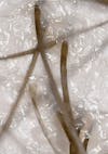 Extreme close-up of hair and scalp prior to using Nutrafol Scalp Exfoliator.
