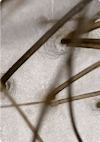 Extreme close-up of a balanced scalp after using Nutrafol scalp care shampoo.