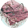 Illustration of a dry scalp due to aging, stress and gaps in the scalp microbiome.