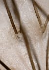 Extreme close-up of an oily scalp before using Nutrafol scalp care.