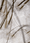 Extreme close-up of a cleansed scalp and healthy hair after using Nutrafol Root Purifier.