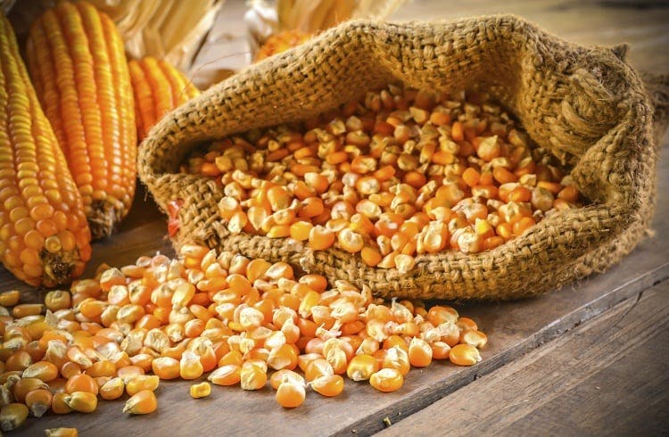 Ngô vàng hạt vàng